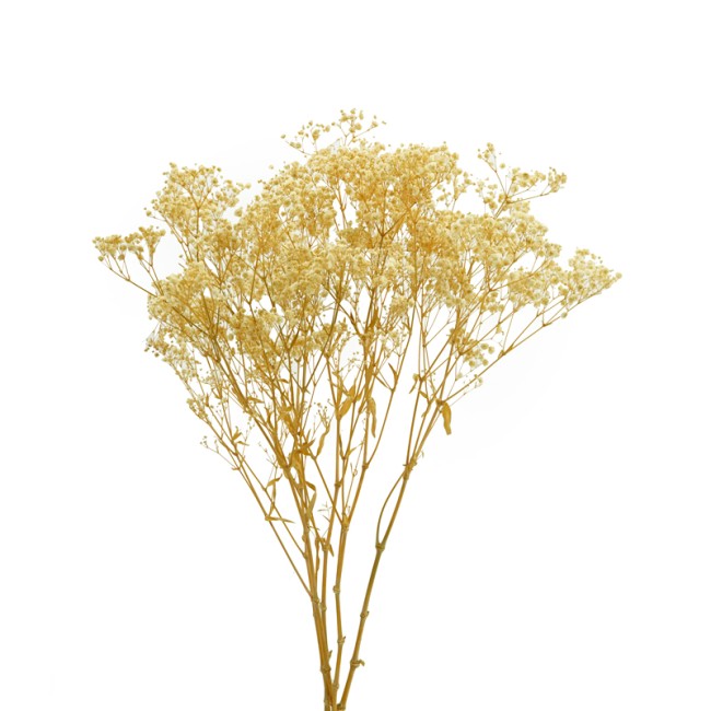 Гипсофила стабилизированная, Кремово-белый (110 гр +/- 10 гр) / 1 упак.