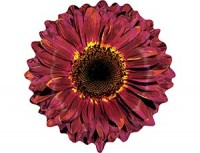 Bt (24''/61 см) /Цветок Гербера бордовая, 1 шт.