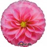 An (18"/45 см) /Круг, Цветок Астра розовая, 1 шт.